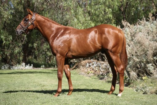 Kermadec (NZ) - Exceedingly French